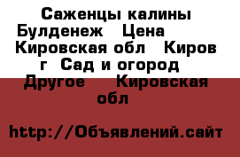 Саженцы калины Булденеж › Цена ­ 150 - Кировская обл., Киров г. Сад и огород » Другое   . Кировская обл.